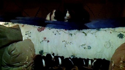 CAVIA PORCELLUS TURMERIC PARSLEY PIXIE DAVID CJ DAVID RJ DAVID MARY TRIXIE DAVID CLOVER IRIS 102_7126