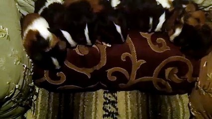 BABY CAVIA PORCELLUS DAVID DAVID CJ RJ DAVID MARY TRIXIE DAVID CLOVER IRIS 102_7135