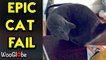 'Curious cat hilariously falls off table while chasing her own tail '