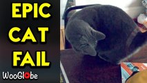 'Curious cat hilariously falls off table while chasing her own tail '