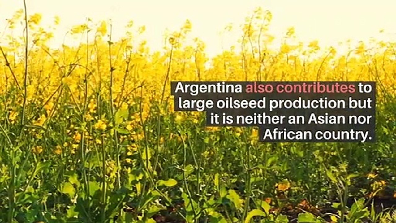 Roman Zenon Dawidowicz | Oilseed Production in the African and Asian Continent