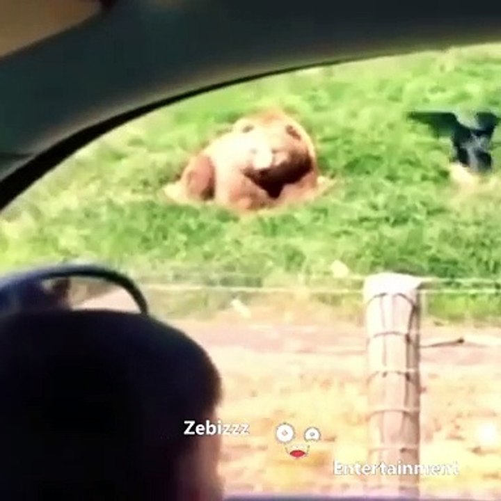 the bear said hi