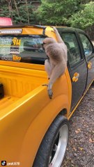 อย่างจี้.. ชะนีน้อยเปร่งเสียงร้องสุดแปลก โซเชียลฟังแล้วขำ นี่ชะนีหรือท่อรถ ?