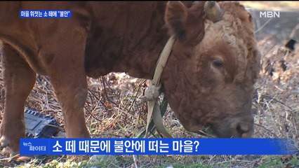 MBN 뉴스파이터-"소 떼 나타났다" 불안에 떠는 주민들