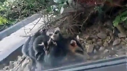 Comadreja y sus crías