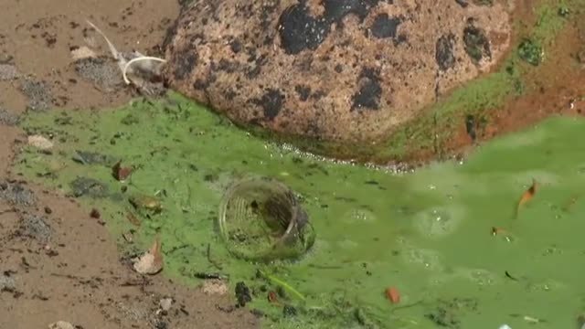 Algas alimentadas por la contaminación cubren de verde el lago de Maracaibo en Venezuela