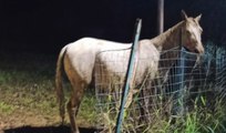 Trabia (PA) - Cavallo cade in un pozzo e rischia di annegare: salvato dai Vigili del Fuoco (09.12.21)