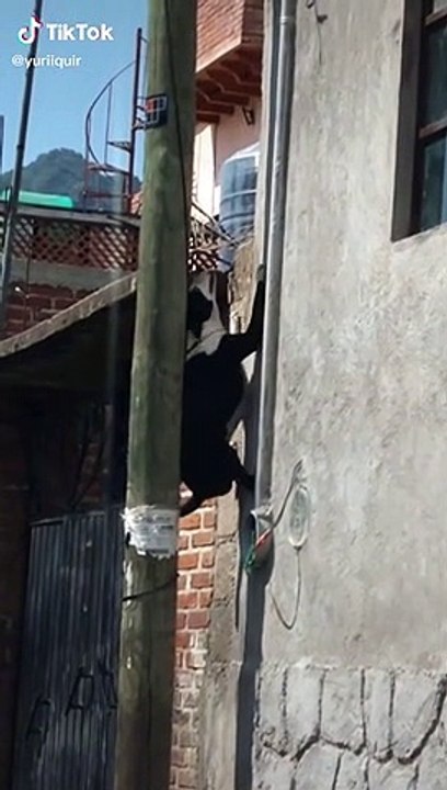 El perro araña
