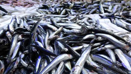 Ordu'da tezgahlar hamsisiz kaldı... Kasası 500 liraya ulaştı