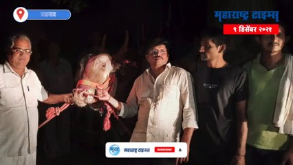 Jalgaon : लाडक्या सर्जाराजाचा वाढदिवस साजरा करत शेतकर्‍याने जपली कृतज्ञता