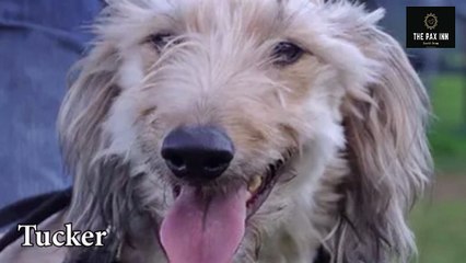 Good Life Dog Rescue Tucker