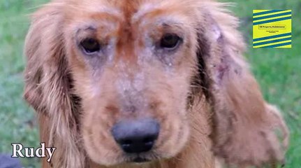 Good Life Dog Rescue Rudy