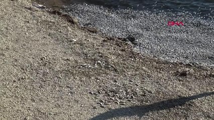 Son dakika: SÜNNET GÖLÜ TABİAT PARKI'NDA BALIK ÖLÜMLERİ