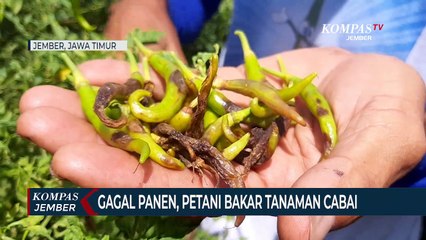 Petani Bakar Tanaman Cabai yang Membusuk Diguyur Hujan