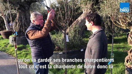 Les arbres fruitiers