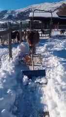 Silly Donkey Helps Shovel Snow