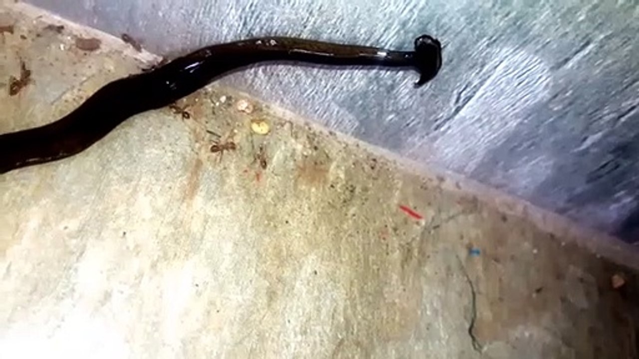 Un ver géant effrayant - ver à tête d'enclume