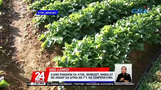 Ilang pananim sa Atok, Benguet, nabalot ng andap sa gitna ng 7°C na temperatura | 24 Oras