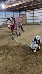 Pup Helps with Horse