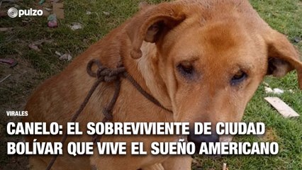 La nueva vida de Canelo: el perro sobreviviente de Ciudad Bolívar que vive sueño americano | Pulzo