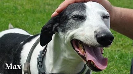 Good Life Dog Rescue Max