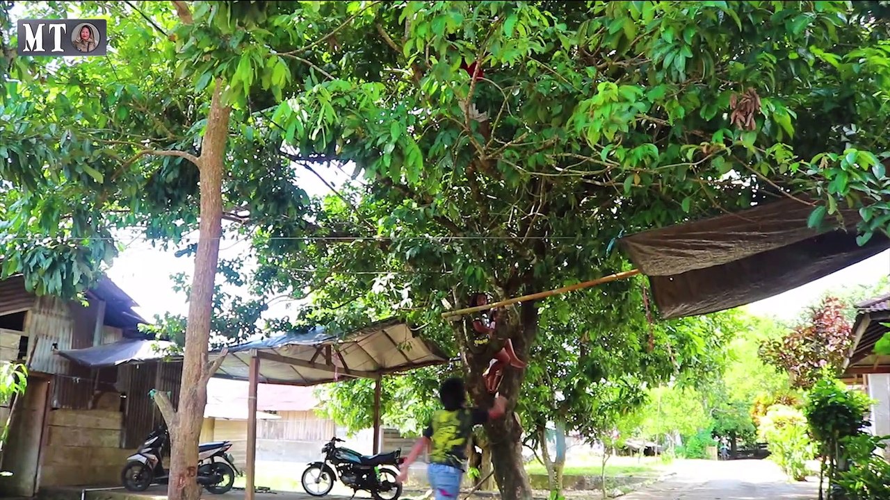 Hanya anak Desa yang tahu Rasanya - Permainan Kaho Pohon