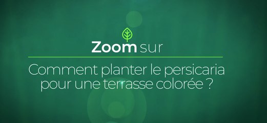 Comment planter le persicaria pour une terrasse colorée ?