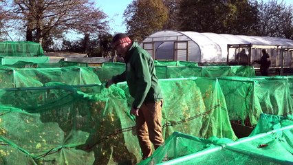 زرع الأشجار "موضة" دونها محاذير في بريطانيا بمواجهة أزمة المناخ