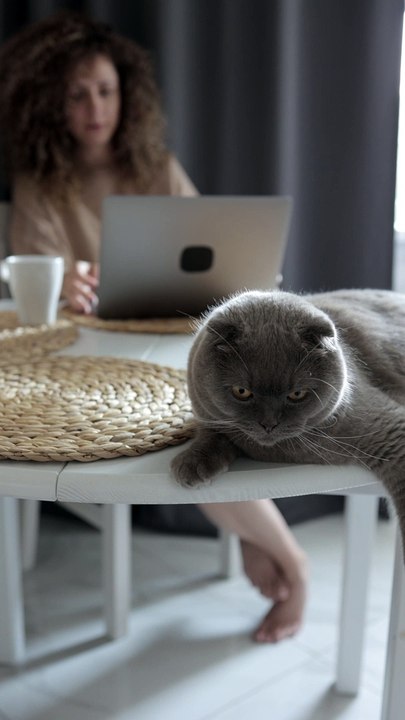 This cat must be really lucky to work in such a cool office | pets | pet lovers | the pet collective