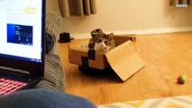 Cat on the Move! This Little Kitten Is Enjoying a Joy Ride on a Roomba