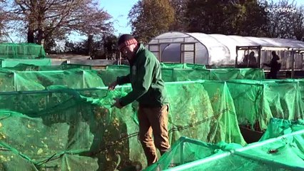 شاهد: زرع الأشجار في بريطانيا.."موضة" لمواجهة أزمة المناخ