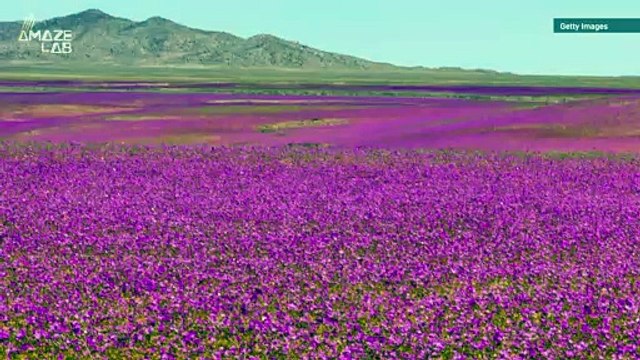 Check Out This Amazing Desert in Chili Featuring These Super Flower Blooms