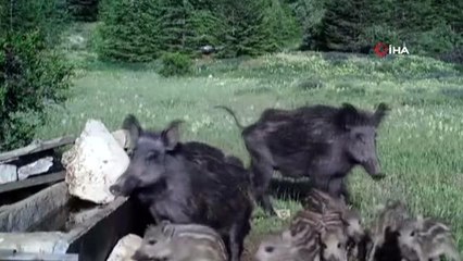 Antalya'da yaban hayatı fotokapanlara yansıdı