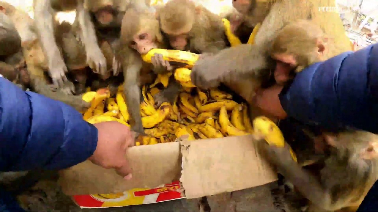 Do monkeys really fight for food_Monkeys fighting to eat bananas _ feeding monke_Full-HD