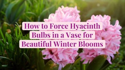 How to Force Hyacinth Bulbs in a Vase for Beautiful Winter Blooms