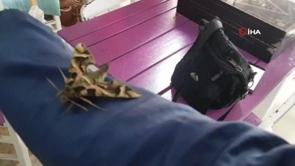 Ender görülen 'Mekik Kelebeği' Alanya'da koruma altına alındı