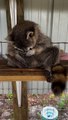 Rescued Raccoon Sleeps Sitting Up