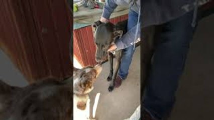 Great Dane Pup Catches Mouse