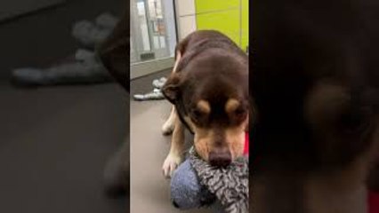Nervous Pup Carries Favorite Toy For Comfort