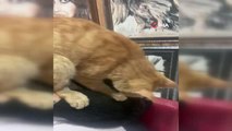 Ressam kadının sokaktan sahiplendiği kedi 'masör' çıktı