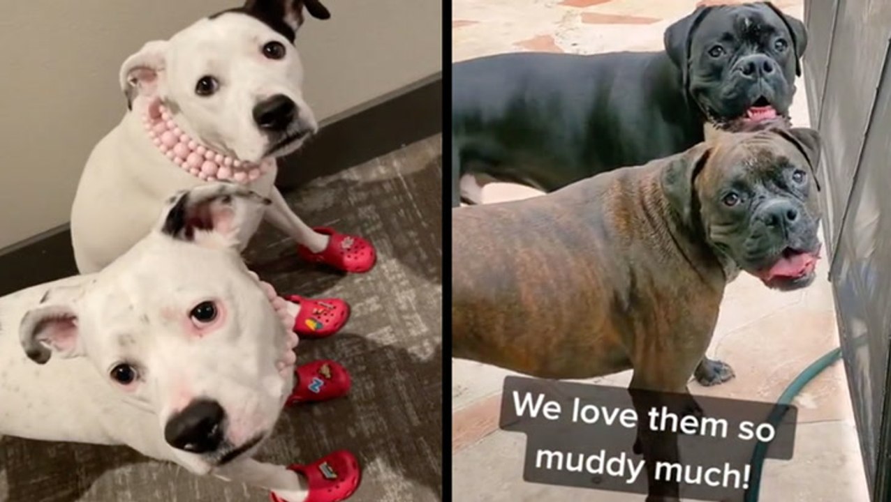 Canines And Clogs & Mud With A Side Of Trouble