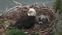 Famous Florida Bald Eagle Couple Lays Three Eggs After Losing Eaglet in Storm