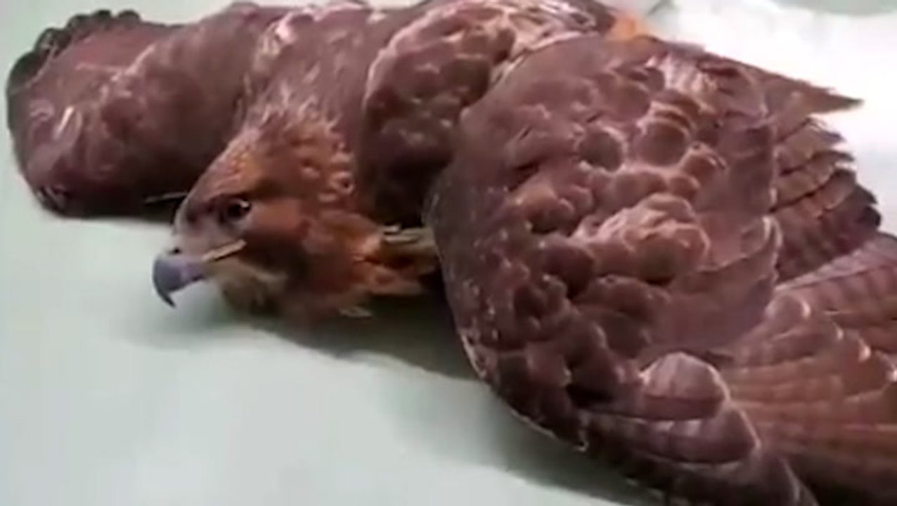 Wildlife experts urging hunters to stop using lead ammo