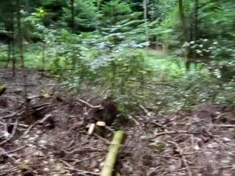 Measurement comparison of electrosmog in the forest and in the vicinity of electricity pylons - Messung Vergleich Elektrosmog im Wald und in der Nähe von Strommasten