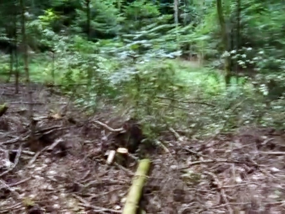 Measurement comparison of electrosmog in the forest and in the vicinity of electricity pylons - Messung Vergleich Elektrosmog im Wald und in der Nähe von Strommasten