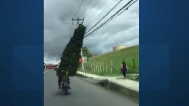 tn7-Hombre transportó árbol de ciprés de gran tamaño en una moto-091221