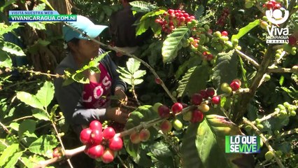 El país desarrolló el primer Festival Nacional de Café