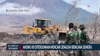 Anjing K9 Diterjunkan untuk Mencari Jenazah di Lokasi Bencana Semeru