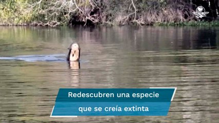 Avistan nutria gigante en Argentina después de cien años de ausencia