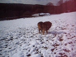 eclair dans la neige